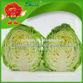 Chinese organic vegetable Fresh green cabbage from new crop